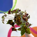 Begonia 'Burgundy Velvet' - Welsh Grown - Sprouts of Bristol