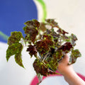 Begonia 'Burgundy Velvet' - Welsh Grown - Sprouts of Bristol