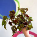 Begonia 'Burgundy Velvet' - Welsh Grown - Sprouts of Bristol