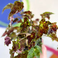 Begonia 'Burgundy Velvet' - Welsh Grown - Sprouts of Bristol