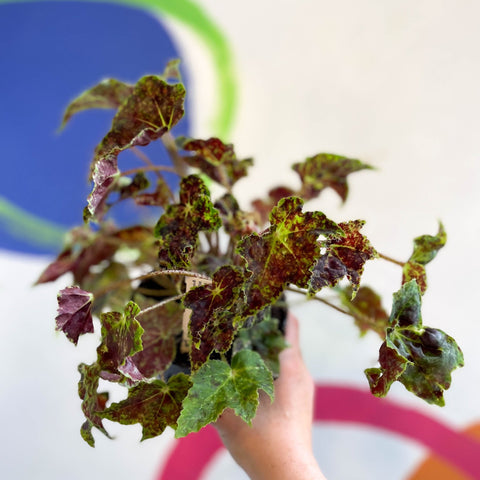 Begonia 'Burgundy Velvet' - Welsh Grown - Sprouts of Bristol