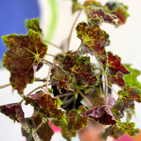 Begonia 'Burgundy Velvet' - Welsh Grown - Sprouts of Bristol