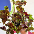 Begonia 'Burgundy Velvet' - Welsh Grown - Sprouts of Bristol