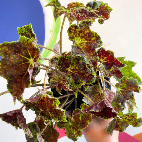 Begonia 'Burgundy Velvet' - Welsh Grown - Sprouts of Bristol