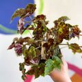 Begonia 'Burgundy Velvet' - Welsh Grown - Sprouts of Bristol