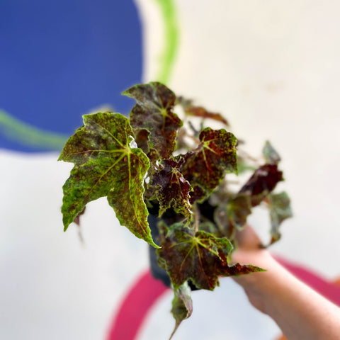 Begonia 'Burgundy Velvet' - Welsh Grown - Sprouts of Bristol