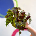 Begonia 'Burgundy Velvet' - Welsh Grown - Sprouts of Bristol