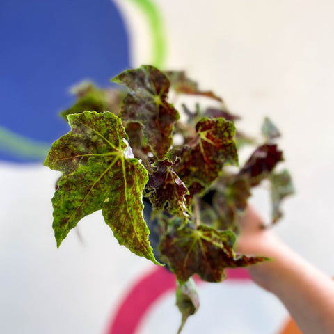 Begonia 'Burgundy Velvet' - Welsh Grown - Sprouts of Bristol