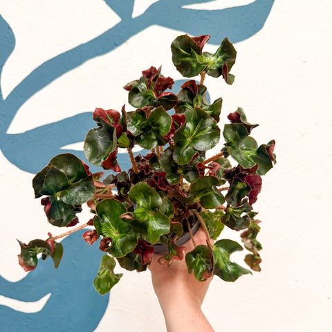 Begonia 'Cathedral' - Welsh Grown - Sprouts of Bristol