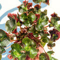 Begonia 'Cathedral' - Welsh Grown - Sprouts of Bristol