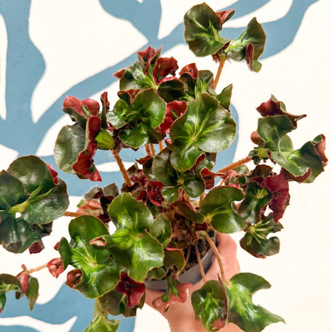 Begonia 'Cathedral' - Welsh Grown - Sprouts of Bristol