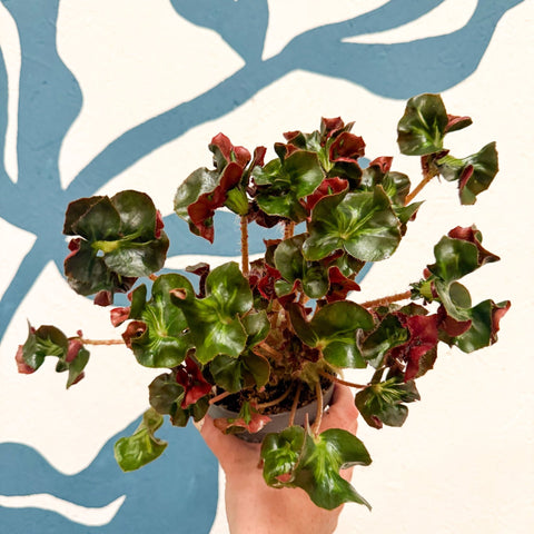Begonia 'Cathedral' - Welsh Grown - Sprouts of Bristol