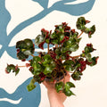 Begonia 'Cathedral' - Welsh Grown - Sprouts of Bristol