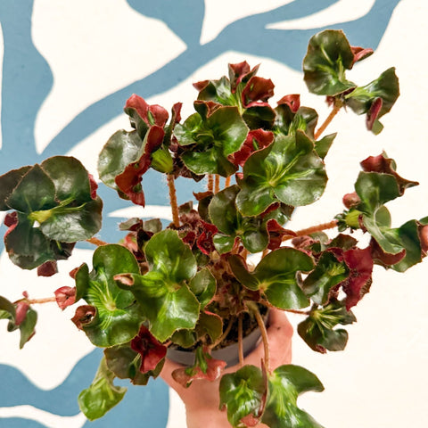 Begonia 'Cathedral' - Welsh Grown - Sprouts of Bristol