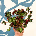 Begonia 'Cathedral' - Welsh Grown - Sprouts of Bristol