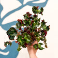 Begonia 'Cathedral' - Welsh Grown - Sprouts of Bristol