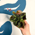 Begonia cleopatrae - Maple Leaf Begonia - Sprouts of Bristol
