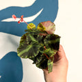 Begonia cleopatrae - Maple Leaf Begonia - Sprouts of Bristol