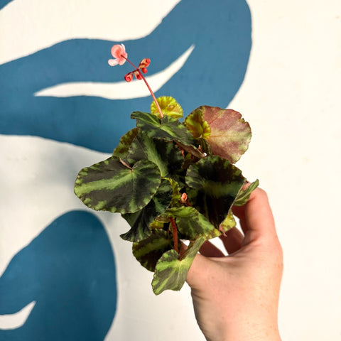 Begonia cleopatrae - Maple Leaf Begonia - Sprouts of Bristol