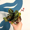 Begonia cleopatrae - Maple Leaf Begonia - Sprouts of Bristol