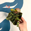 Begonia cleopatrae - Maple Leaf Begonia - Sprouts of Bristol