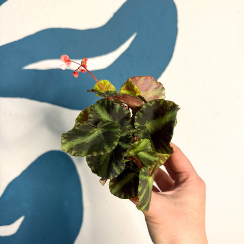 Begonia cleopatrae - Maple Leaf Begonia - Sprouts of Bristol
