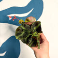 Begonia cleopatrae - Maple Leaf Begonia - Sprouts of Bristol