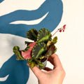 Begonia cleopatrae - Maple Leaf Begonia - Sprouts of Bristol