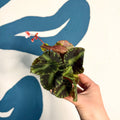 Begonia cleopatrae - Maple Leaf Begonia - Sprouts of Bristol