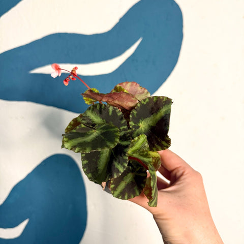 Begonia cleopatrae - Maple Leaf Begonia - Sprouts of Bristol