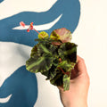 Begonia cleopatrae - Maple Leaf Begonia - Sprouts of Bristol
