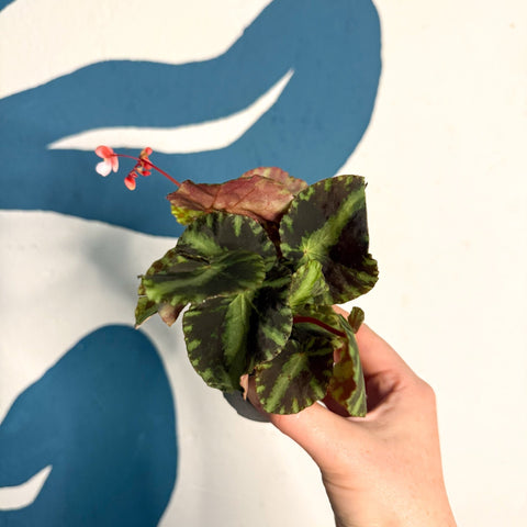 Begonia cleopatrae - Maple Leaf Begonia - Sprouts of Bristol