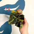 Begonia cleopatrae - Maple Leaf Begonia - Sprouts of Bristol