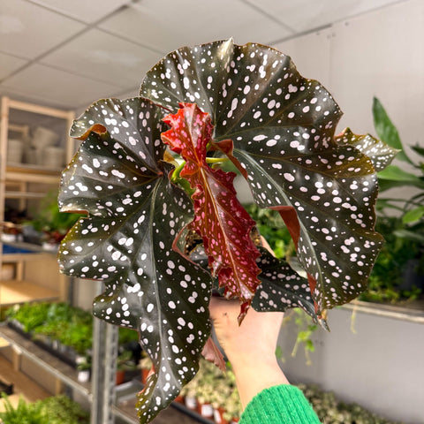 Begonia ‘Cracklin’ Rosie’ - Sprouts of Bristol
