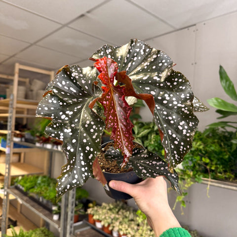 Begonia ‘Cracklin’ Rosie’ - Sprouts of Bristol