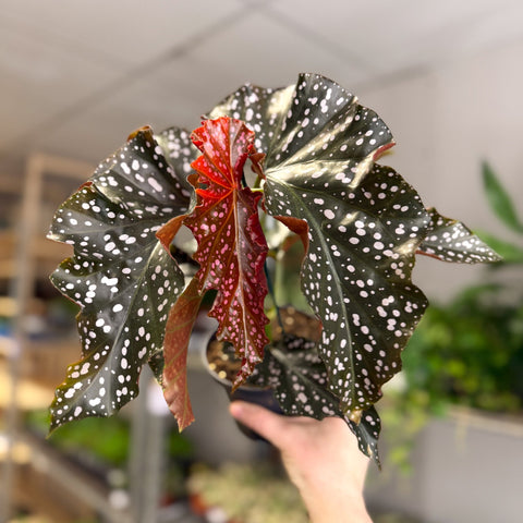 Begonia ‘Cracklin’ Rosie’ - Sprouts of Bristol