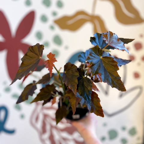 Begonia 'Dawnal Meyer' - Welsh Grown - Sprouts of Bristol