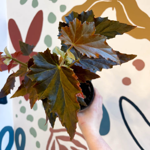 Begonia 'Dawnal Meyer' - Welsh Grown - Sprouts of Bristol