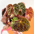Begonia ferox - Fierce Plant - Sprouts of Bristol