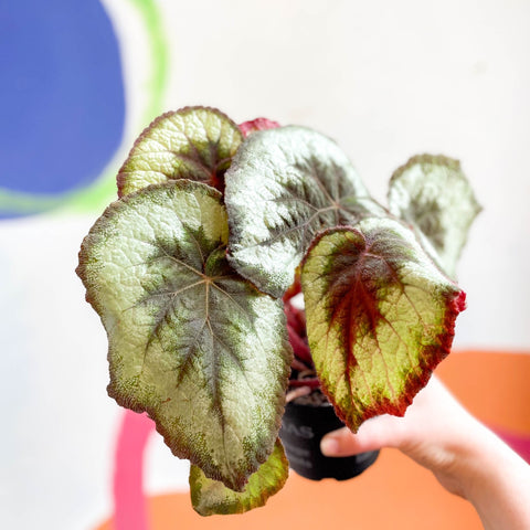 Begonia griffithii - Welsh Grown - Sprouts of Bristol