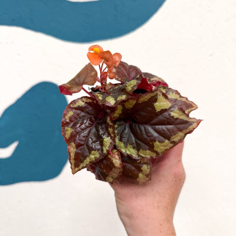 Begonia ignita - Sprouts of Bristol