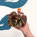 Begonia ignita - Sprouts of Bristol