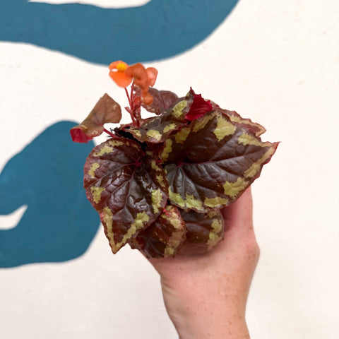 Begonia ignita - Sprouts of Bristol