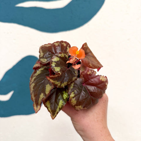 Begonia ignita - Sprouts of Bristol