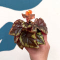 Begonia ignita - Sprouts of Bristol