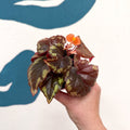 Begonia ignita - Sprouts of Bristol