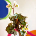 Begonia imperialis x 'Bokit' - Welsh Grown - Sprouts of Bristol