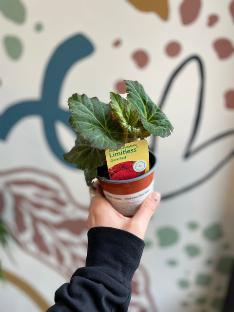Begonia 'Limitless ' - British Grown (Mixed Colours) - Sprouts of Bristol