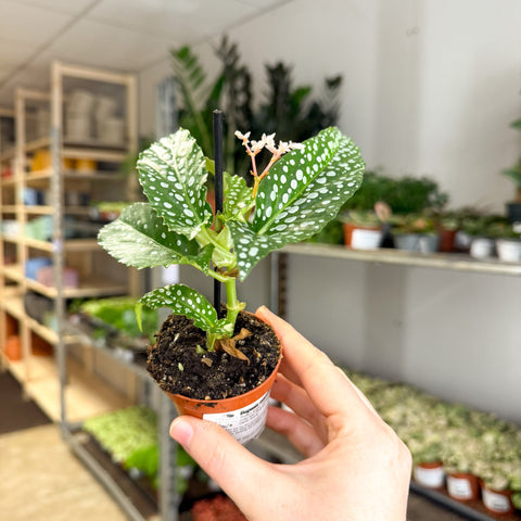 Begonia maculata ‘Bubbles’ – Polka Dot Begonia - Sprouts of Bristol