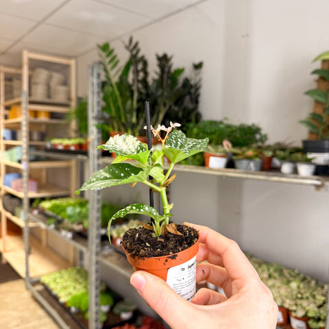 Begonia maculata ‘Bubbles’ – Polka Dot Begonia - Sprouts of Bristol
